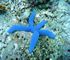 Blues seastar