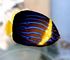 bluestripe angelfish