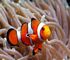 Clownfish