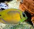 coral rabbitfish