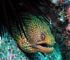 moray eel