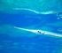 reef needlefish