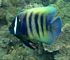 six-banded angelfish