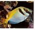 virgate rabbitfish