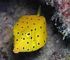 yellow boxfish