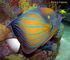 blue ringed angelfish