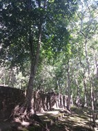 Ruinas mayas de Calakmul