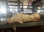 Mercado Pedro Sainz de Baranda