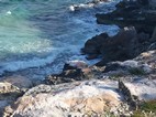 Iguana frente al Caribe tomanto el sol