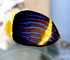 bigeye trevally