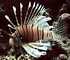 black blotched porcupinefish