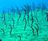 blue seastar