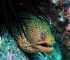 black blotched porcupinefish