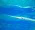 banded yellow pipefish