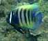 black blotched porcupinefish