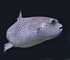 bigeye trevally