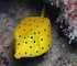 black finned snake eel