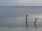 Costa de Mahahual frente a Nacional Beach Club Bungalows