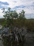 Reserva de la Biosfera de Sian Ka'an