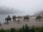 Elefantes en Island Jungle Resort