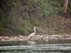 Garza el río Narayani