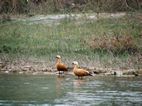 Patos siberianos en el río Narayani