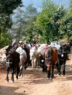 Caravana de caballos desde Mustan