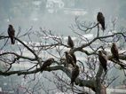 Aves rapaces en Swayambhunath