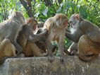 Macacos en Swayambhunath