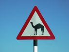 Señal de Trafico, Oman