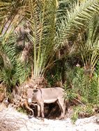 Wadi Bani Khalid