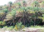 Wadi Bani Khalid