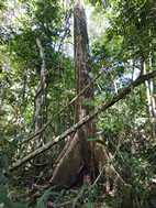 Reserva Nacional Pacaya Samiria