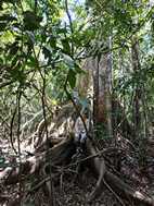 Reserva Nacional Pacaya Samiria