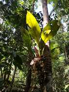 Reserva Nacional Pacaya Samiria