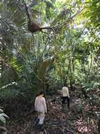 Reserva Nacional Pacaya Samiria