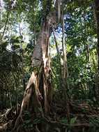 Reserva Nacional Pacaya Samiria