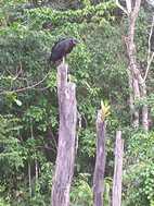 Reserva Nacional Pacaya Samiria