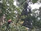 Reserva Nacional Pacaya Samiria
