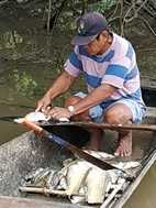 Limpiando pescado en Puesto Panteón