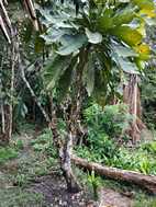 Reserva Nacional Pacaya Samiria