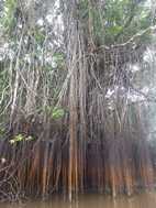 Reserva Nacional Pacaya Samiria