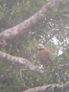 Reserva Nacional Pacaya Samiria