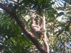 Reserva Nacional Pacaya Samiria