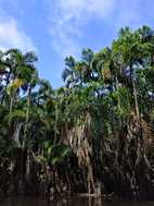 Reserva Nacional Pacaya Samiria
