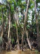 Reserva Nacional Pacaya Samiria