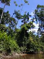 Reserva Nacional Pacaya Samiria
