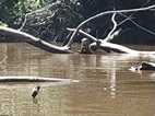 Reserva Nacional Pacaya Samiria