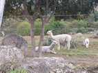 Alpacas de Cocachimba