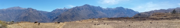 Trekking en el Valle del Colca Trekking en el Valle del Colca